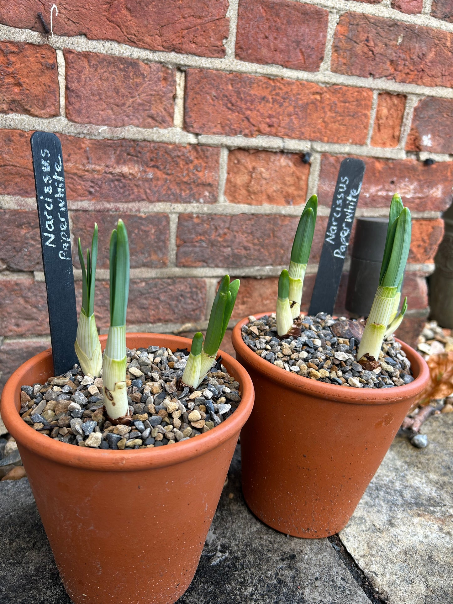 Blackboard Garden Labels