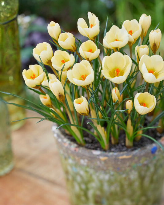 Early Autumn Planting Box - Spring Bulbs