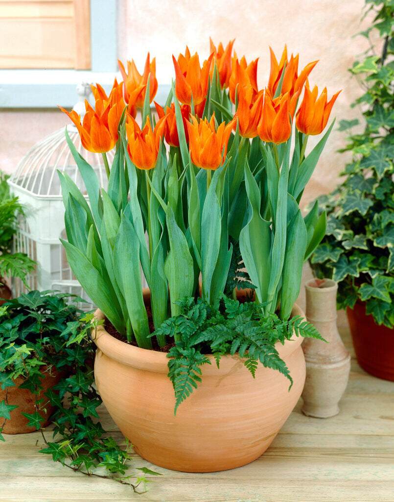 Willowherb Monthly Gardening Box - November