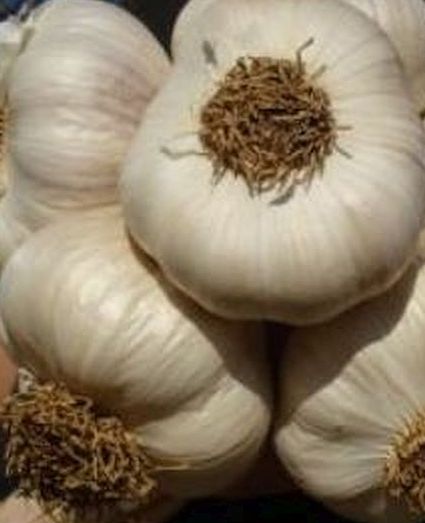 Willowherb Monthly Gardening Box - November