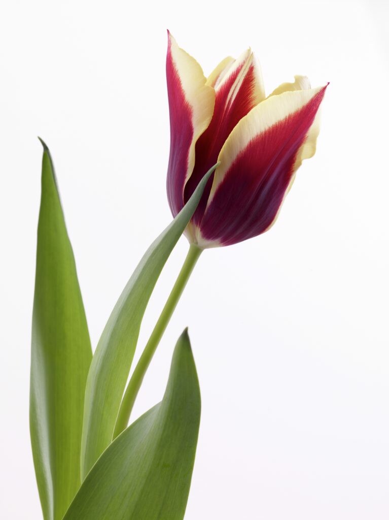 Willowherb Monthly Gardening Box - November