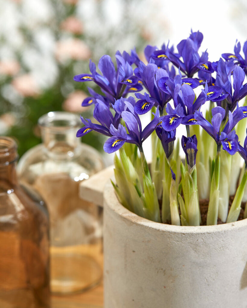 Willowherb Monthly Gardening Box - November