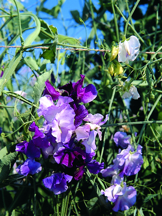 Willowherb December Gardening Box