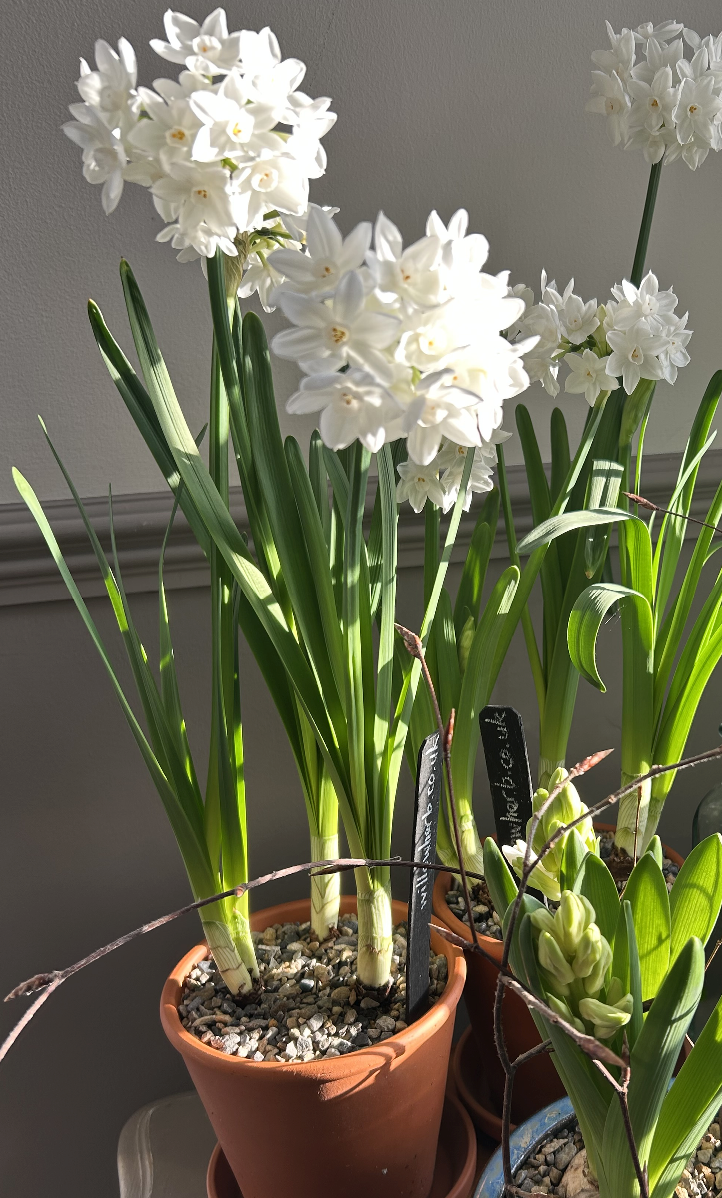 Willowherb January Gardening Box