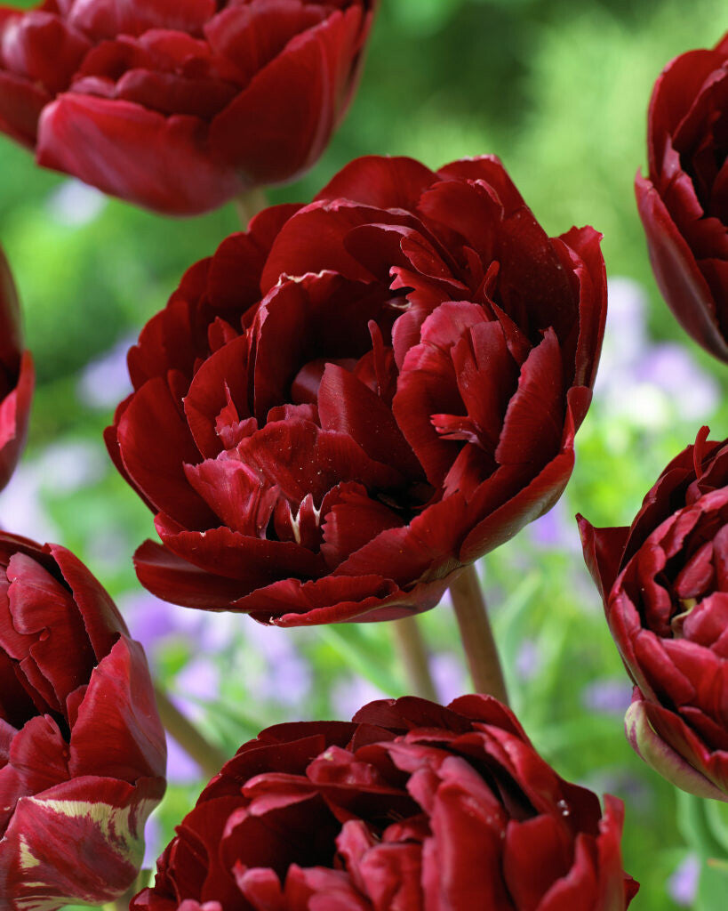 Willowherb Monthly Gardening Box - November