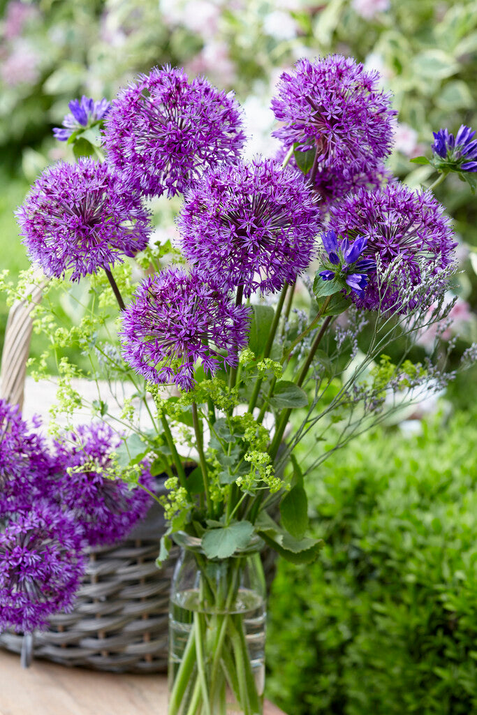 Early Autumn Planting Box - Spring Bulbs