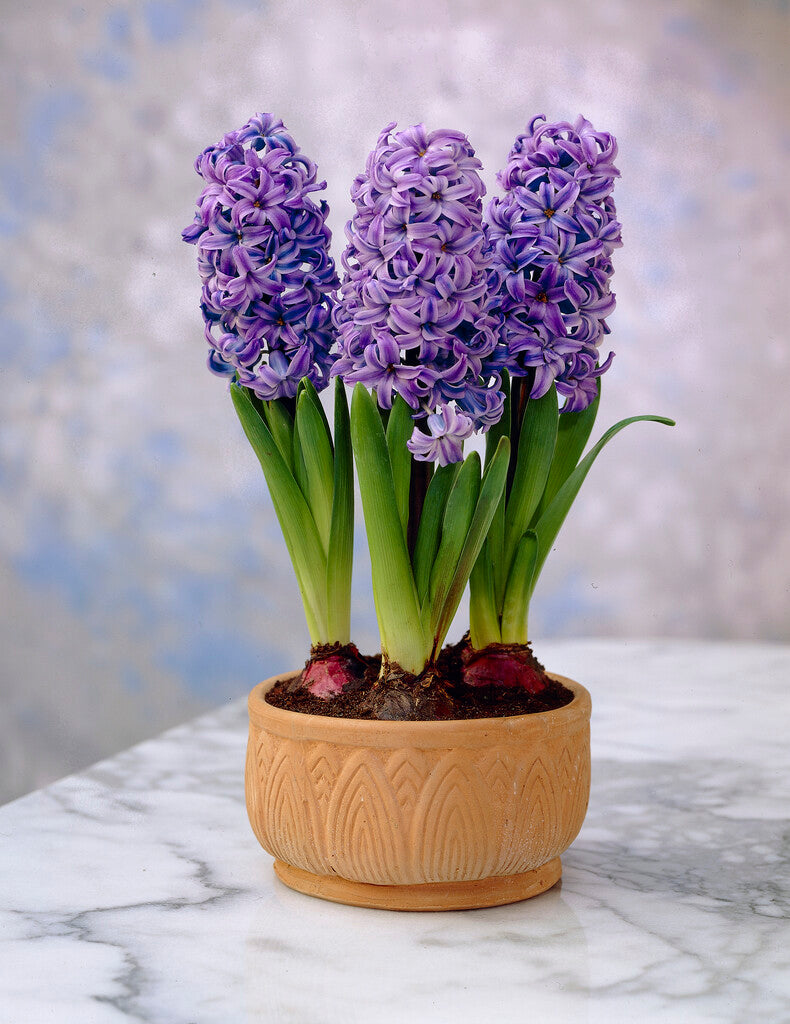 Early Autumn Planting Box - Spring Bulbs