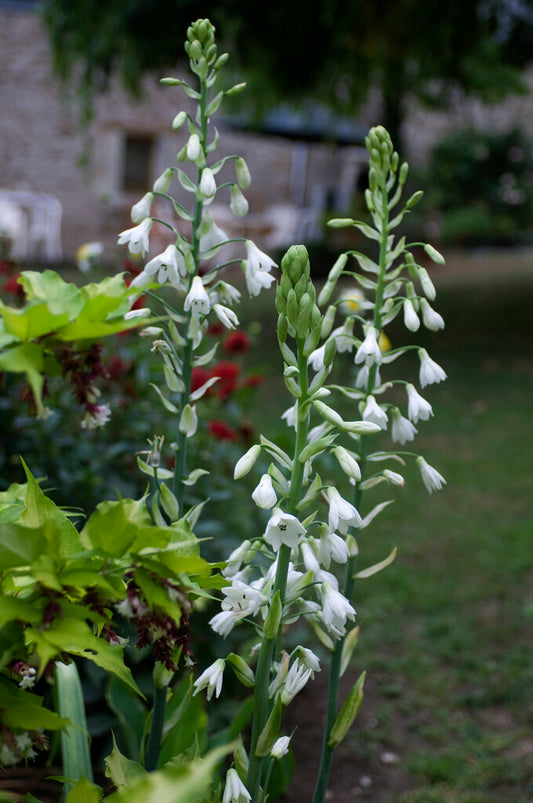 Willowherb February Gardening Box