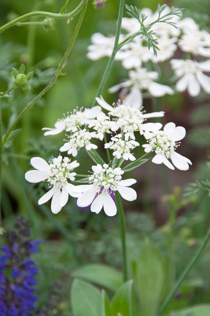 Willowherb Spring Planting Box