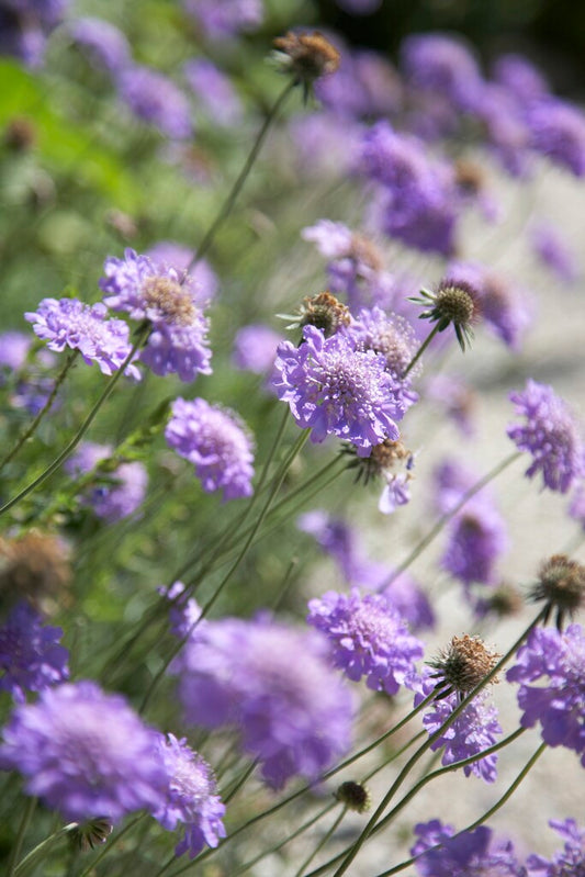 Willowherb March Box