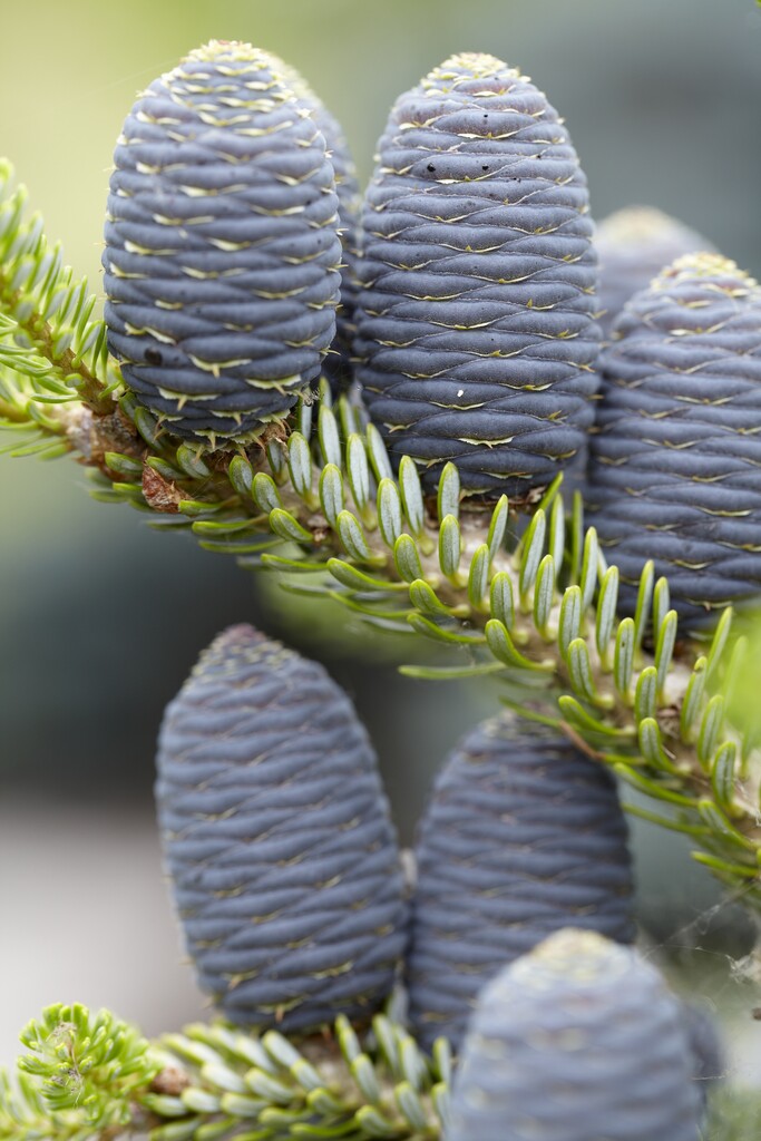 Willowherb December Gardening Box
