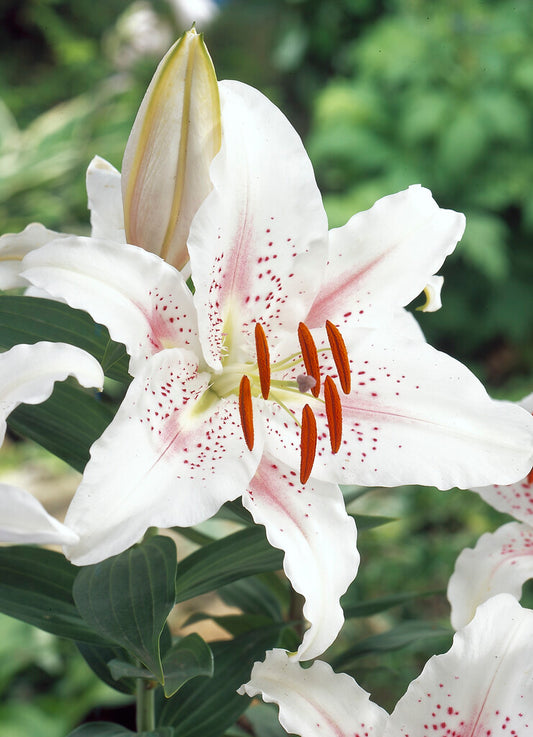 Willowherb January Gardening Box