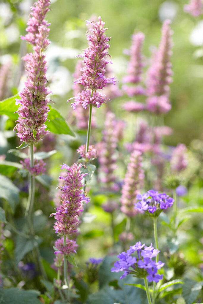 Willowherb January Gardening Box