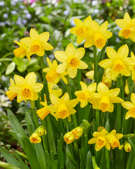 Early Autumn Planting Box - Spring Bulbs