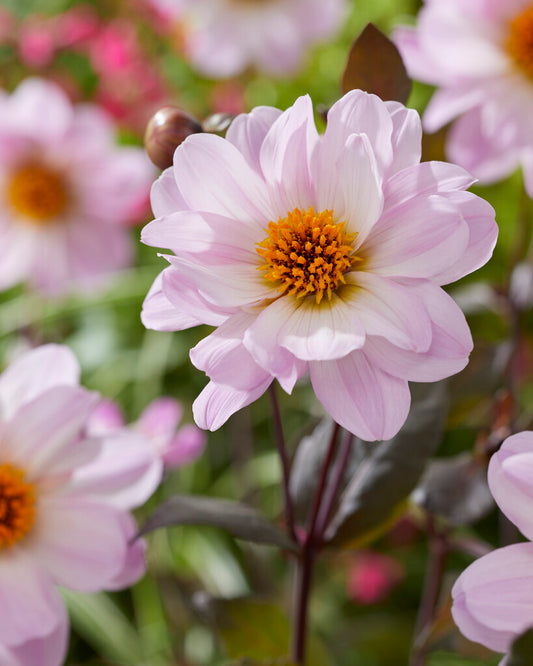 Willowherb March Box